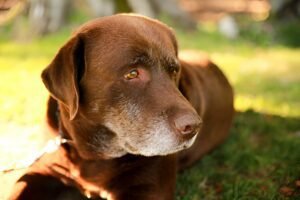 Dispelling Myths About Canine Autism