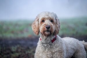 Do Mini Labradoodles Have Anger Problems