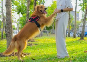 Health and Well-Being of Your Service Dog