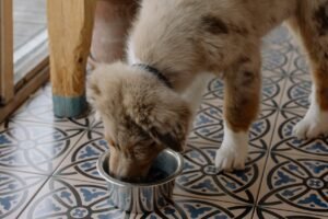 How Much Zucchini Should Your Dog Eat