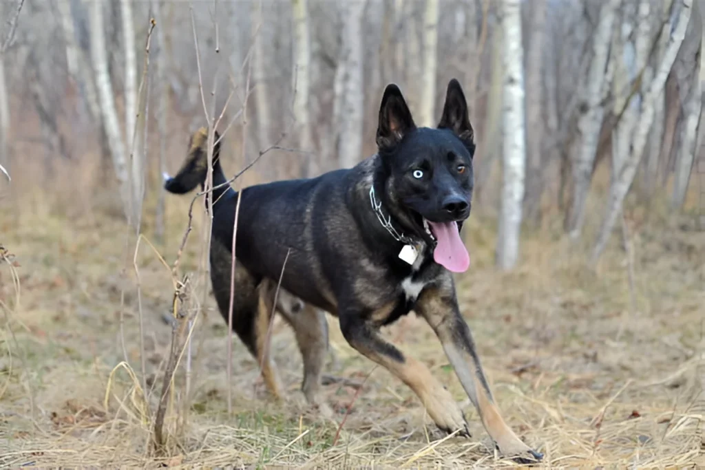 Husky German Shepherd mix