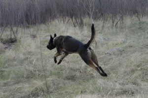 Husky German Shepherd mix Training