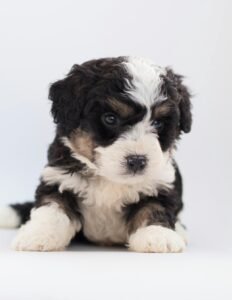 Mini Bernedoodle Best Guide