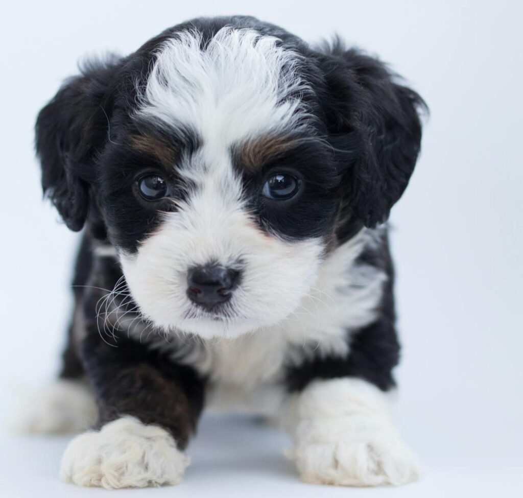 Mini Bernedoodle