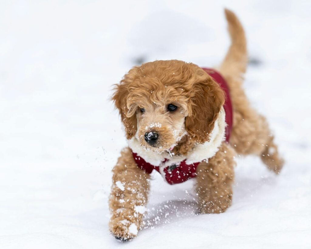 Mini Goldendoodle