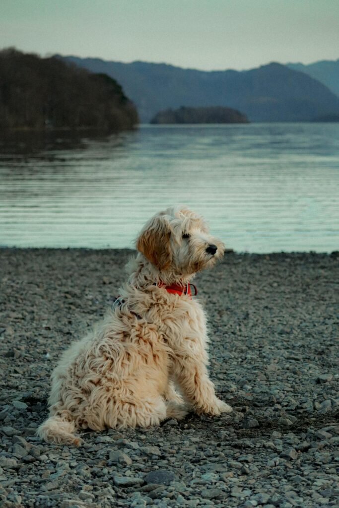 Mini Labradoodles