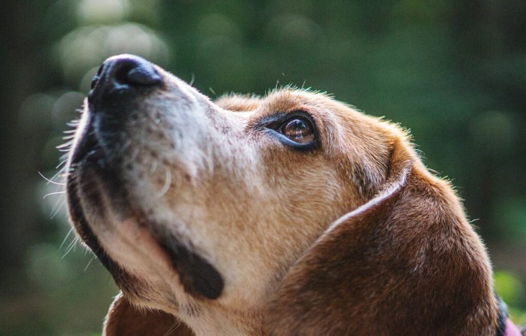 My Dogs Nose is Dry