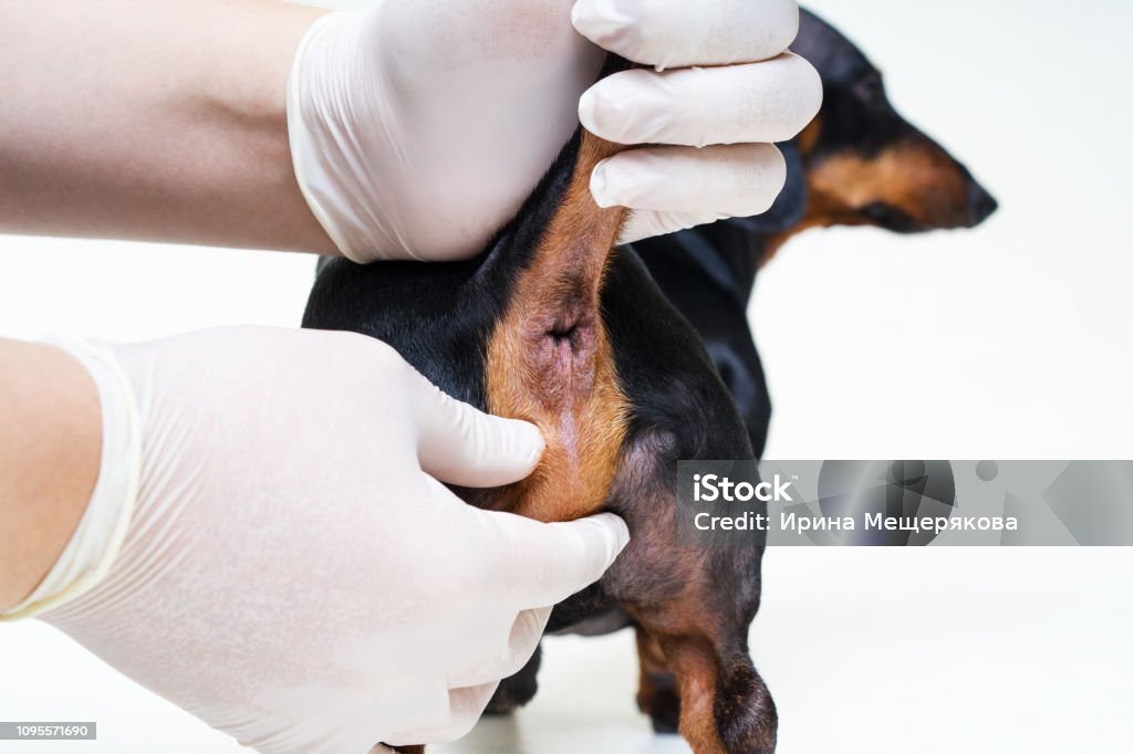 My Female Dog Leaking Brown Fluid from Anus