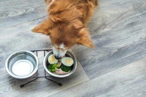 Other Calcium Sources For Dogs