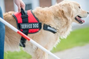 Service Dog-How to Train Your Dog to Be A Service Dog