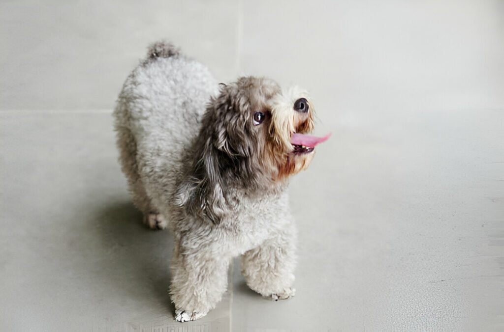 Teacup Poodle dog