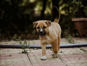 Waving both the body and tail-happy dog