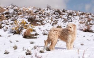 What Health Issues Do Miniature Labradoodles Face