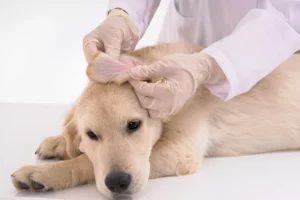 What Occurs If a Dog's Ear Illness Is Not Treated