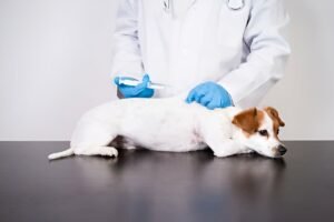 When a dog has diarrhea but is acting normally, how do veterinarians treat it