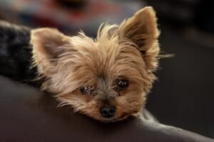 Yorkie Poo-