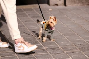 Yorkie Poo-dog training