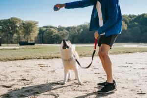 Training Dogs and Puppies on Leashes