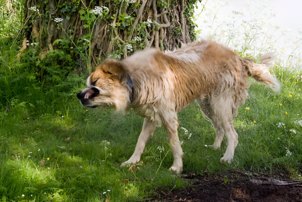 why is my dog shaking his head