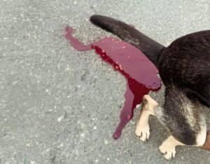 The dog is urinating only blood